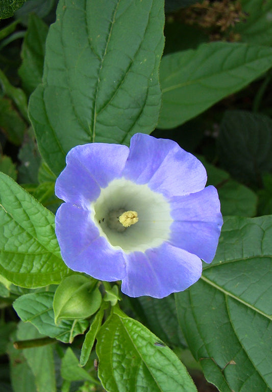 Seedeo® Blaue Lampionblume (Nicandra physaloides) 100 Samen