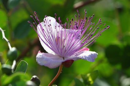 Seedeo® Echter Kapernstrauch (Capparis spinosa) 50 Samen