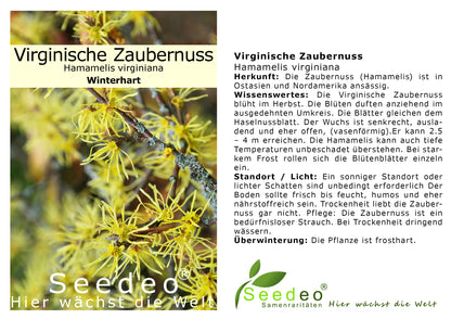 Seedeo® Virginische Zaubernuss (Hamamelis virginiana) Pflanze ca. 30 cm - 50 cm hoch