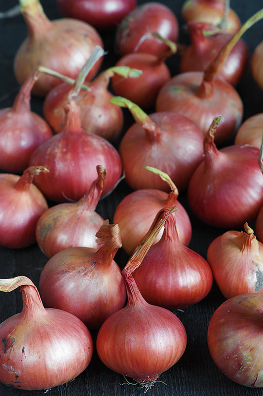 Seedeo® Zwiebel Rossa di Milano (Allium cepa L.) ca. 300 Samen BIO