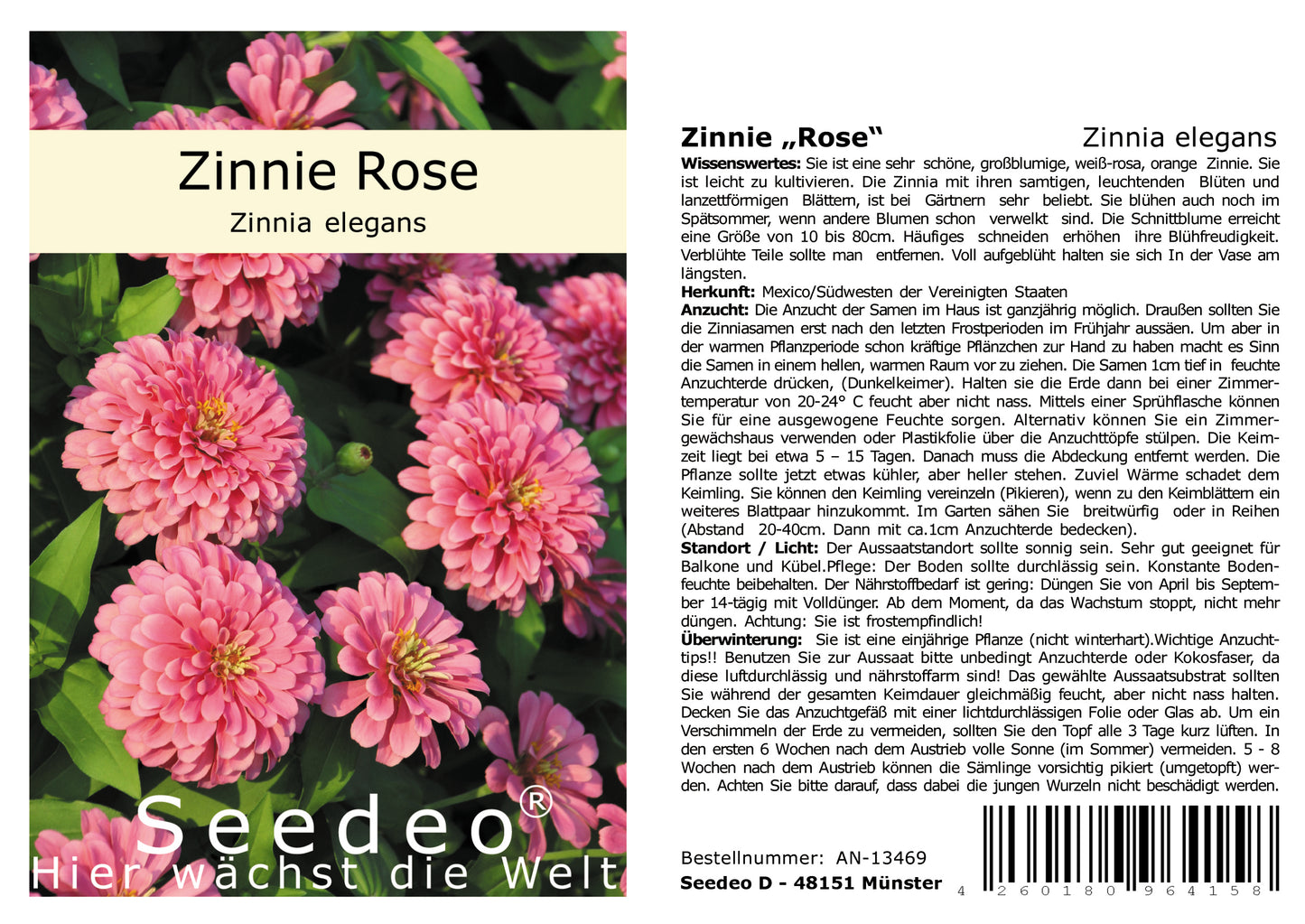 Seedeo® Zinnie Rose (Zinnia elegans) 50 Samen