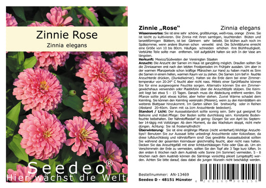 Seedeo® Zinnie Rose (Zinnia elegans) 50 Samen