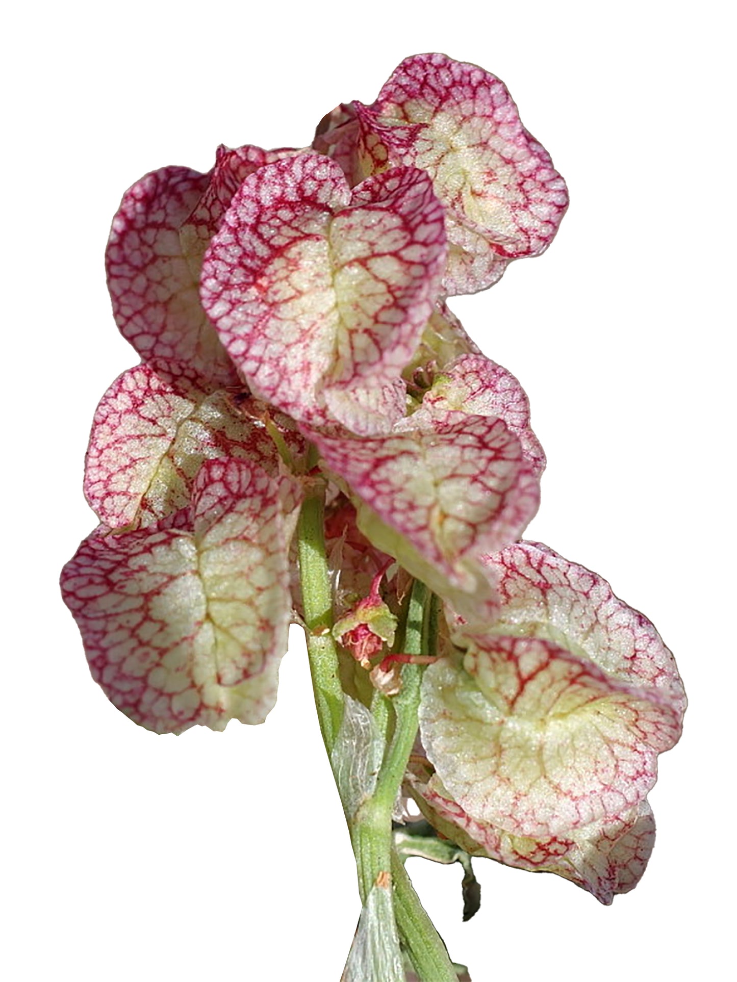 Seedeo® Arabischer Ampfer (Rumex vesicarius) 100 Samen BIO