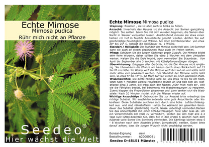 Seedeo® Echte Mimose (Mimosa pudica) 150 Samen