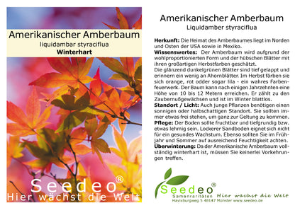 Seedeo® Amerikanischer Amberbaum (Liquidambar styraciflua) Pflanze ca. 20 cm hoch