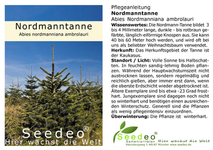Seedeo® Nordmanntanne (Abies Nordmanniana ambrolauri) Pflanze ca. 25 cm hoch