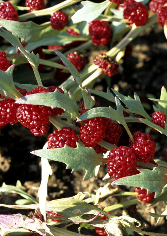 Seedeo® Erdbeerspinat, ähriger  (Cheniopodium capitatum)  300 Samen BIO