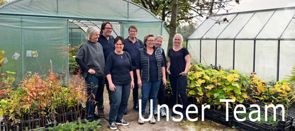 Seedeo® Gartenmelde Mondseer (Atriplex hortensis) 300 Samen Samen BIO