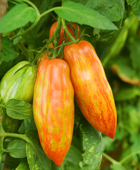 Seedeo® Tomate Artisan Pink Tiger (Lycopersicum L.) 20 Samen BIO