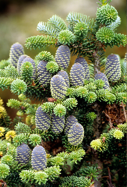 Seedeo® Korea Tanne (Abies koreana) Pflanze ca. 20 cm – Ansicht 2