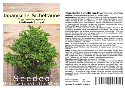 Seedeo® Japanische Sicheltanne (Cryptomeria japonica) Bonsai 100 Samen