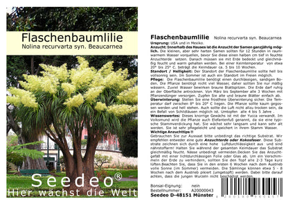 Seedeo® Flaschenbaumlilie
