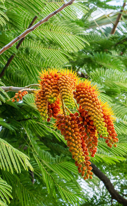 Seedeo® Korallenregen Colvillea racemosa 7 Samen