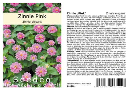 Seedeo® Zinnie Pink (Zinnia elegans) 50 Samen