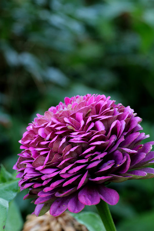 Seedeo® Zinnie „Purple Prince“    (Zinnia elegans) 50 Samen