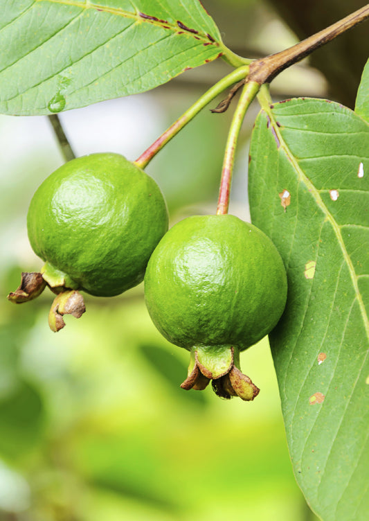 Seedeo® Echte Guave ( Psidium guajava) 100 Samen