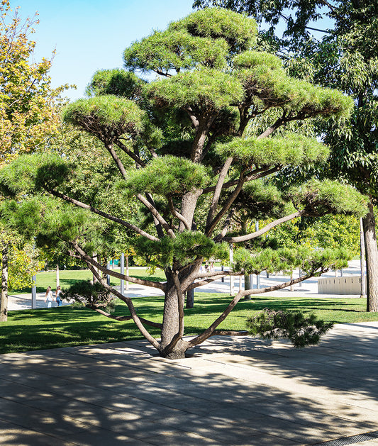 Seedeo® Bergkiefer (Pinus mugo) Pflanze ca. 20 cm - 30 cm