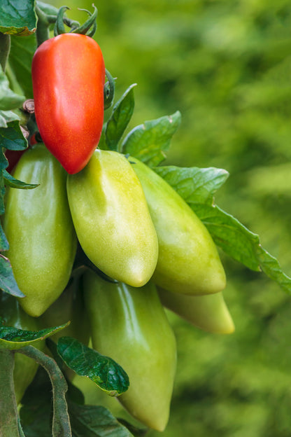 Seedeo® Tomate San Marzano (Lycopersicum L.)  25 Samen BIO