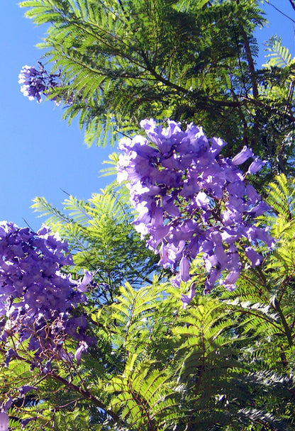 Seedeo® Jacaranda (Jacaranda mimosafolia) 50 Samen