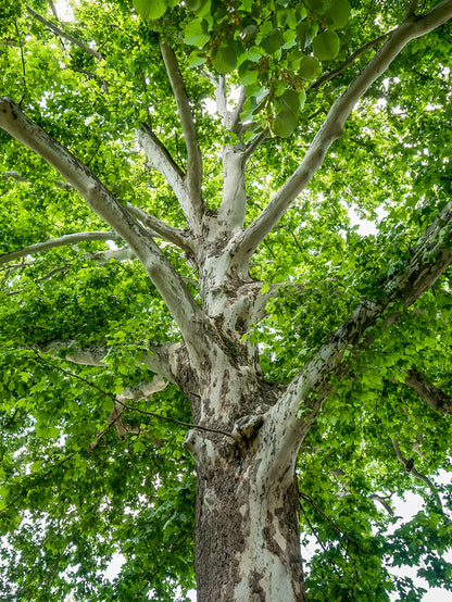 Seedeo® Orientalische Platane (Platanus orientalis) Pflanze ca. 40 cm hoch