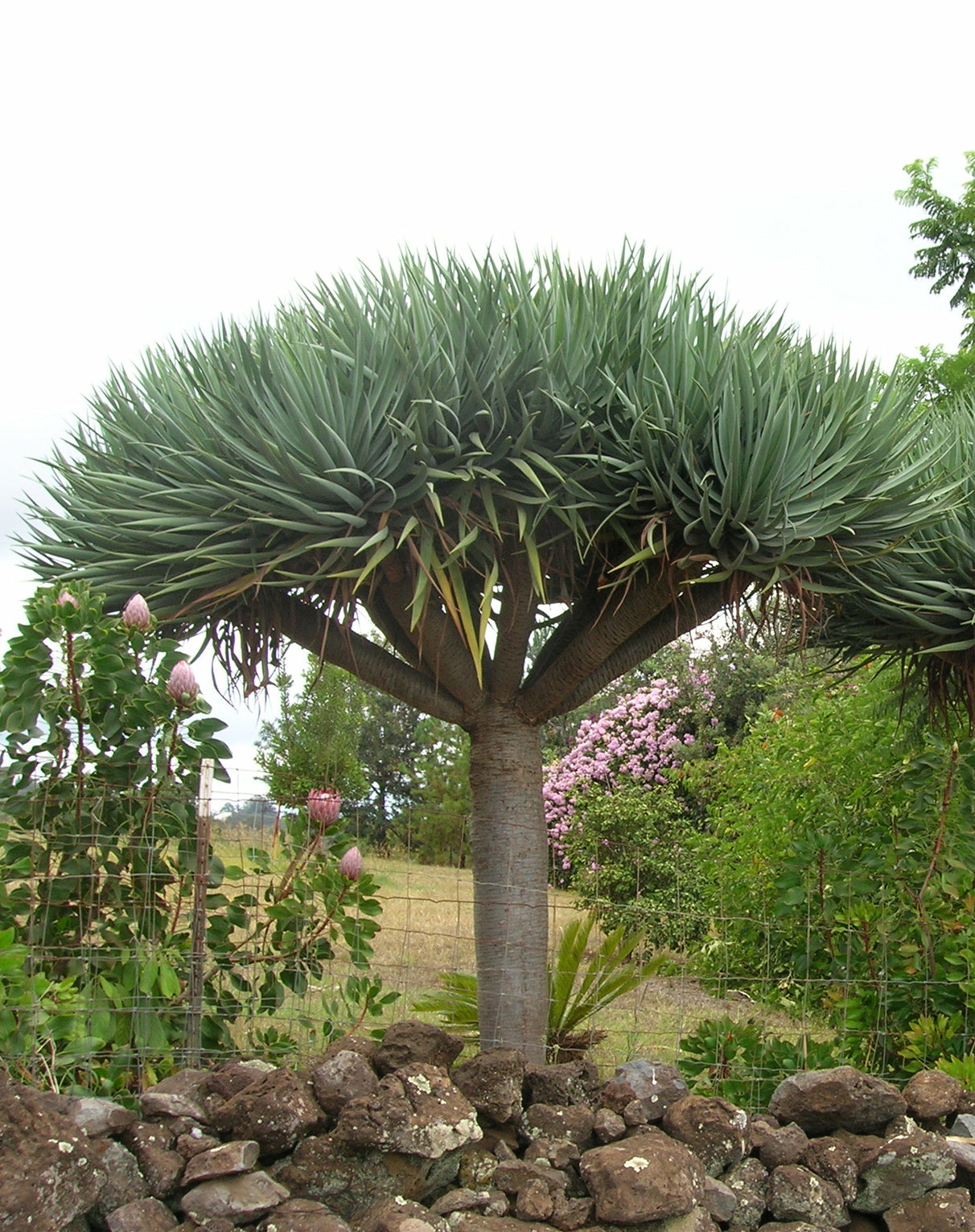 echter drachenbaum Seedeo® Drachenbaum (Dracaena Draco) 6 Samen