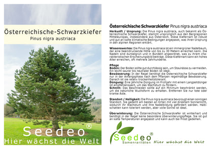Seedeo® Österreichische Schwarzkiefer (Pinus nigra austriaca) Pflanze