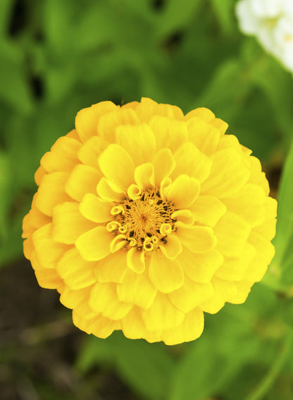 Seedeo® Zinnie Yellow (Zinnia elegans)50 Samen