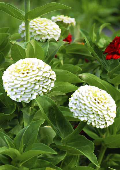 Seedeo® Zinnia Snow White (Zinnia elegans) 50 Samen