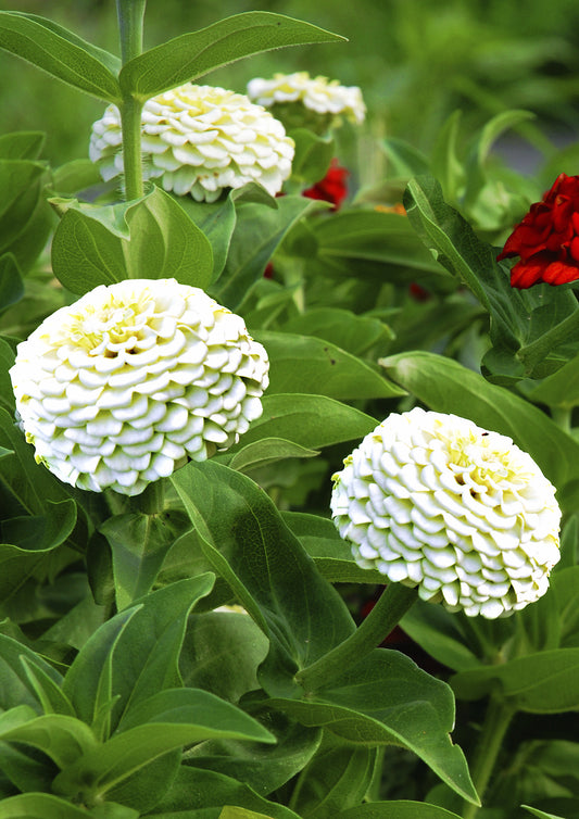 Seedeo® Zinnia Snow White (Zinnia elegans) 50 Samen