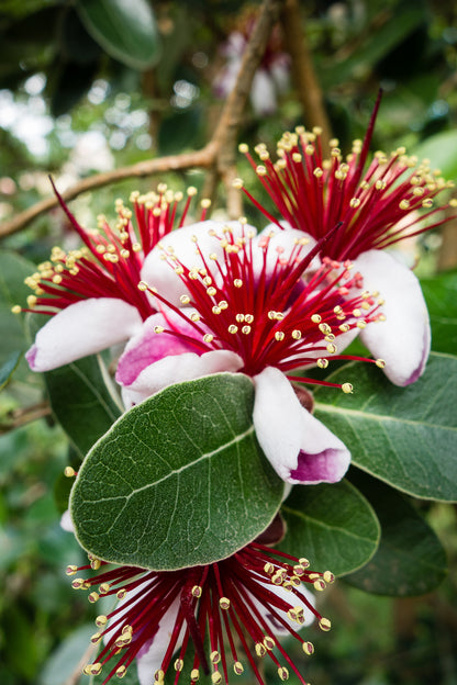 Seedeo® Ananas Guave (Acca sellowiana) Pflanze ca. 20 cm hoch