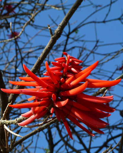 Seedeo® Indischer Korallenbaum (Erythrina variegata) 8 Samen