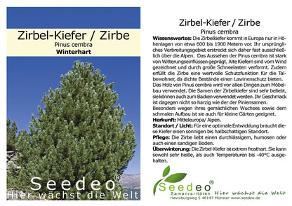 Zirbel-Kiefer / Zirbe (Pinus cembra) ca. 10 cm hoch