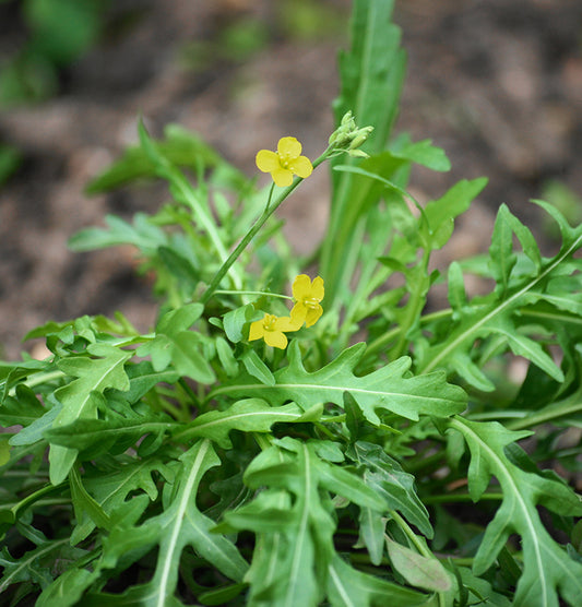 Seedeo® Rucola selvatica/Wilde Rauke (Diplotaxis tenuifolia)  500 Samen BIO