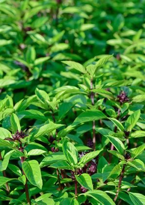 Seedeo® Thai Basilikum (Ocimum basilicum) 200 Samen BIO