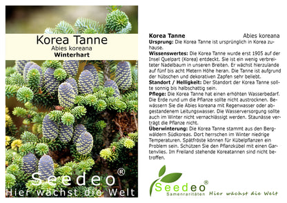 Seedeo® Korea Tanne (Abies koreana) Pflanze ca. 20 cm – Ansicht 3