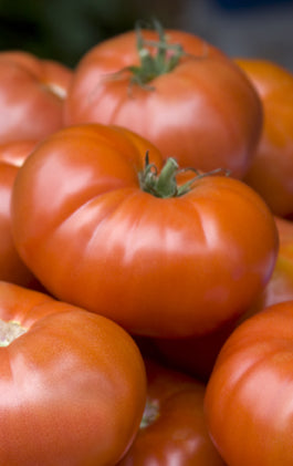 Seedeo® Tomate Berner Rose (Lycopersicum L.)  25 Samen BIO