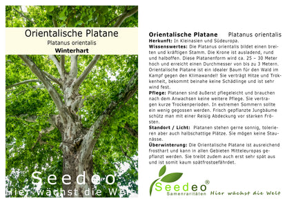 Seedeo® Orientalische Platane (Platanus orientalis) Pflanze ca. 40 cm hoch