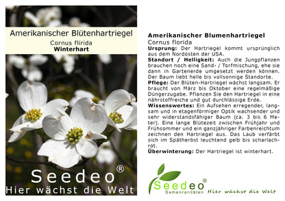 Seedeo® Amerikanischer Blumenhartriegel (Cornus florida) ca 60 cm - 80 cm hoch