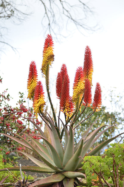 Seedeo Feuer-Aloe (Aloe ferox) 10 Samen