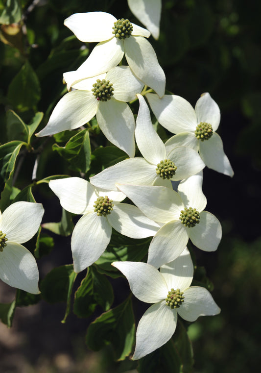 Seedeo® Asiatischer Blütenhartriegel (Cornus kousa var. chinensis) 30 Samen