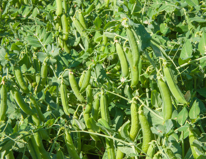 Seedeo® Zuckererbse Schweizer Riesen ( Pisum sativum L. convar. Axiphium) ca. 50 Samen BIO