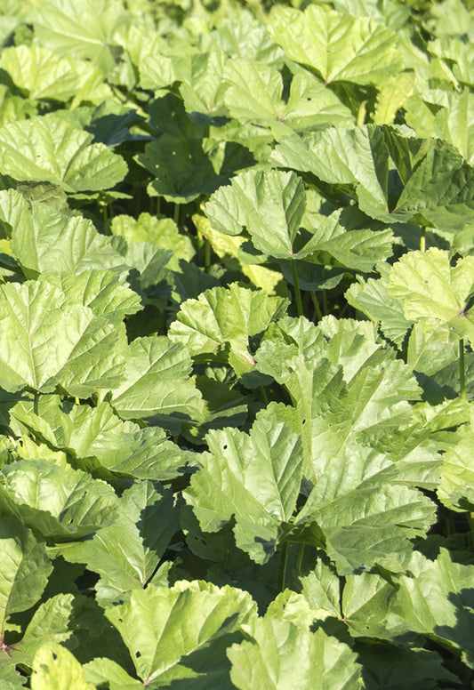 Seedeo® Chinesische Gemüsemalve (Malva verticillata) 200 Samen BIO