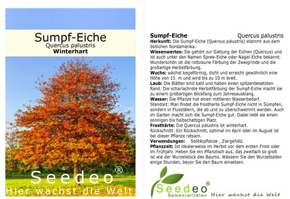 Seedeo® Sumpf-Eiche (Quercus palustris) Pflanze ca. 30 cm - 50 cm hoch