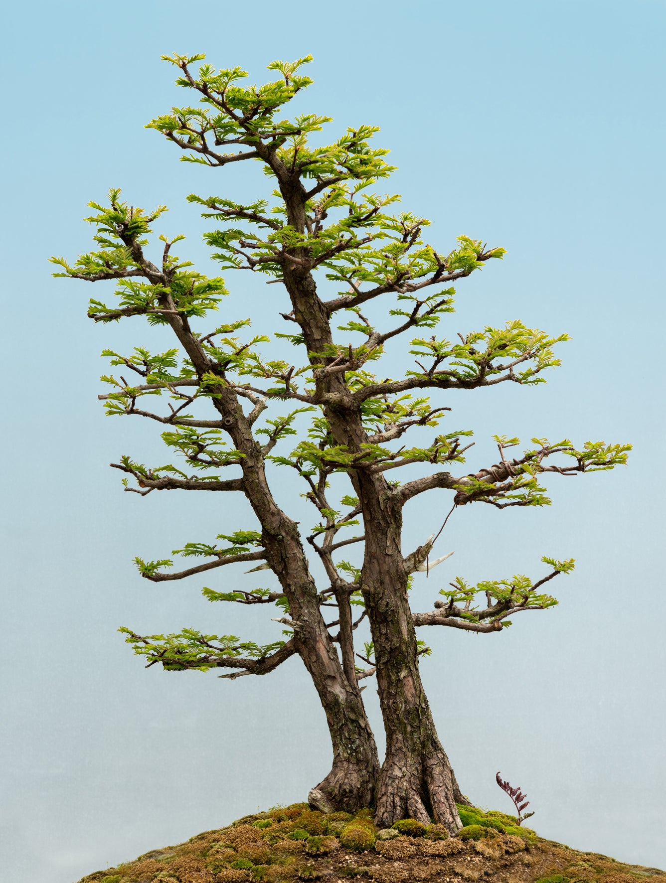 berg mammutbaum bonsai Seedeo® Urwelt-Mammutbaum (Metasequoia glyptostroboides) Bonsai 100 Sa