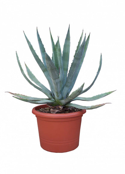 bogenhanf englisch Bogenhanf kaufen | Sansevieria zeylanica