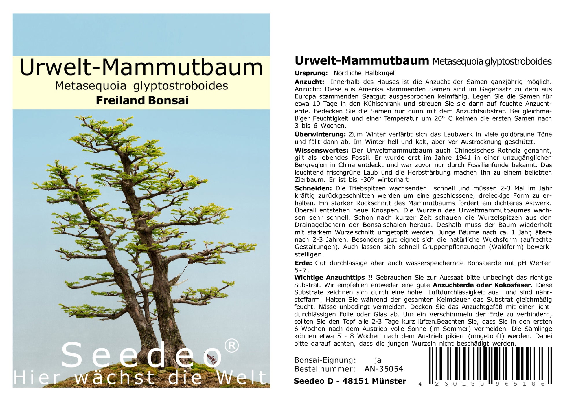 berg mammutbaum bonsai Seedeo® Urwelt-Mammutbaum (Metasequoia glyptostroboides) Bonsai 100 Sa