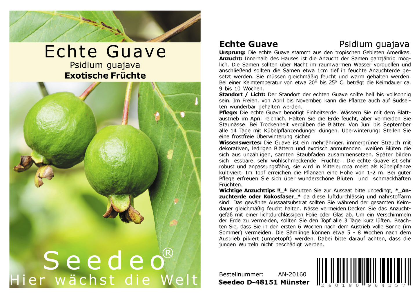 Seedeo® Echte Guave ( Psidium guajava) 100 Samen