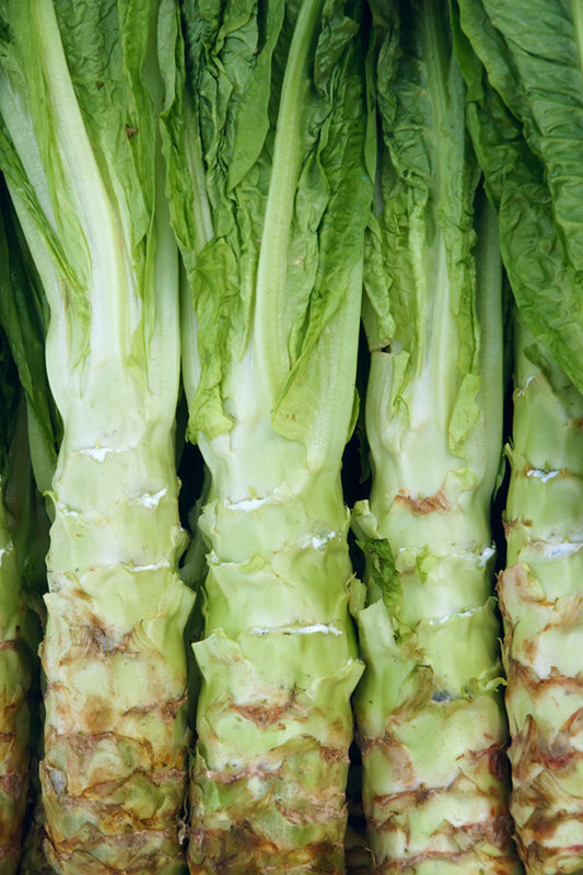 Seedeo® Spargelsalat Chinesische Keule (Lactuca sativa var. angustana) 100 Samen BIO