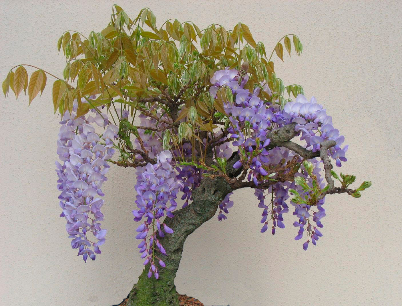 blauregen sinensis Seedeo® Blauregen (Wisteria sinensis) 8 Samen
