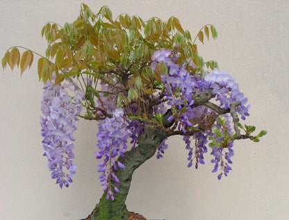 Seedeo® Blauregen (Wisteria sinensis) 8 Samen